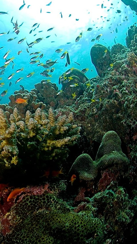 Coral reef at Swaraj Dweep