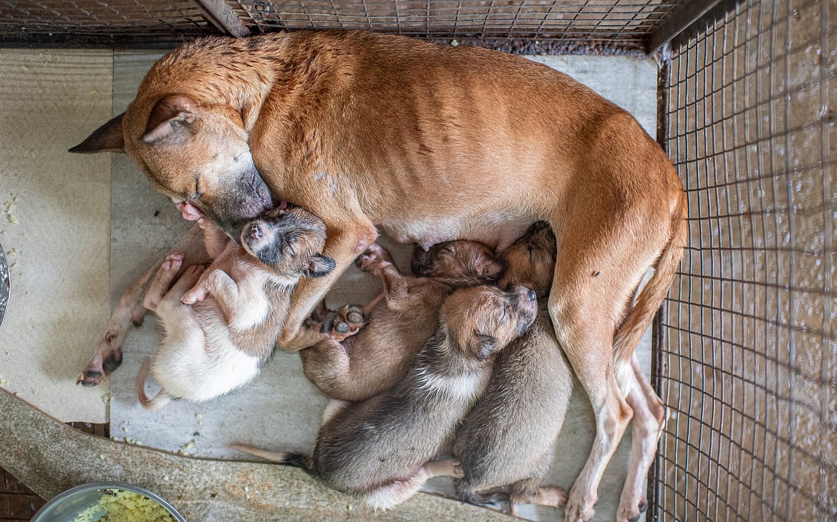 A rescued mother dog with her newborn litter in Goa. She was saved by the People for Animals - Ponda organisation