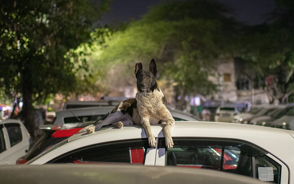 According to John Fabiano, India was the first place he ever saw dogs sleep both under and on top of cars. This dog was photographed in Delhi
