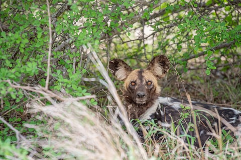 The African wild dog has been endangered since 1990. This individual was photographed in South Africa