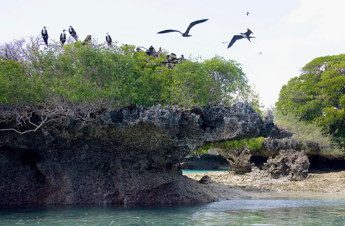 Frigatebirds at the Aldabra Atoll. These seabirds are found across all tropical and subtropical oceans