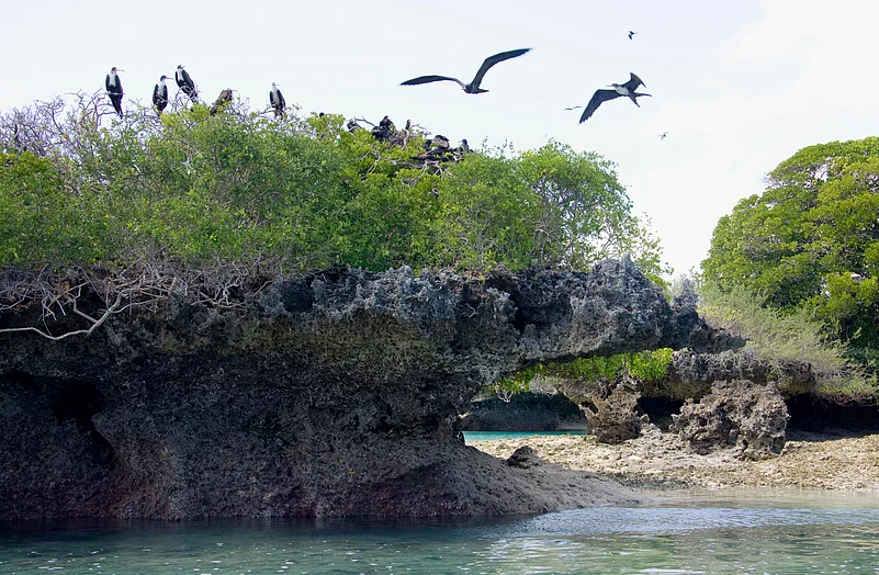 Frigatebirds at the Aldabra Atoll. These seabirds are found across all tropical and subtropical oceans
