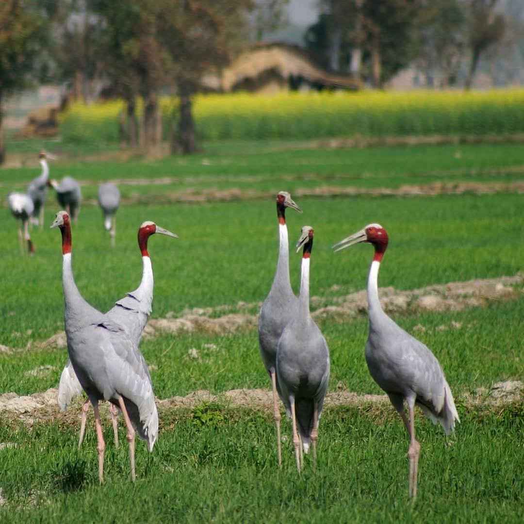 Sarus cranes on the grounds of the Chambal Safari Lodge