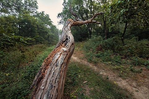 A tree at the Chambal Safari Lodge