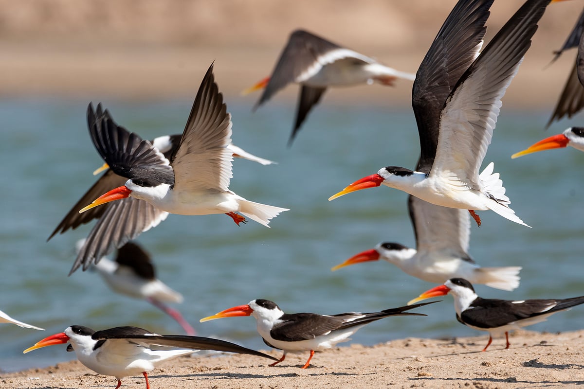 Indian skimmers can be found on the Chambal River