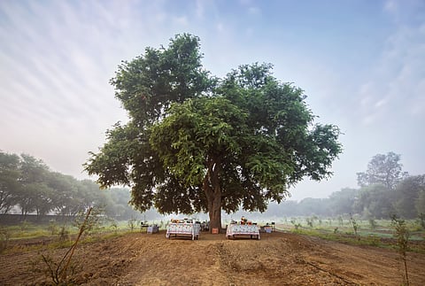 Farmland at the Chambal Safari Lodge