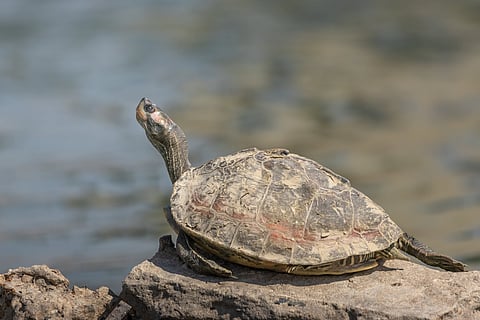A critically endangered red-crowned roofed turtle on the Chambal River
