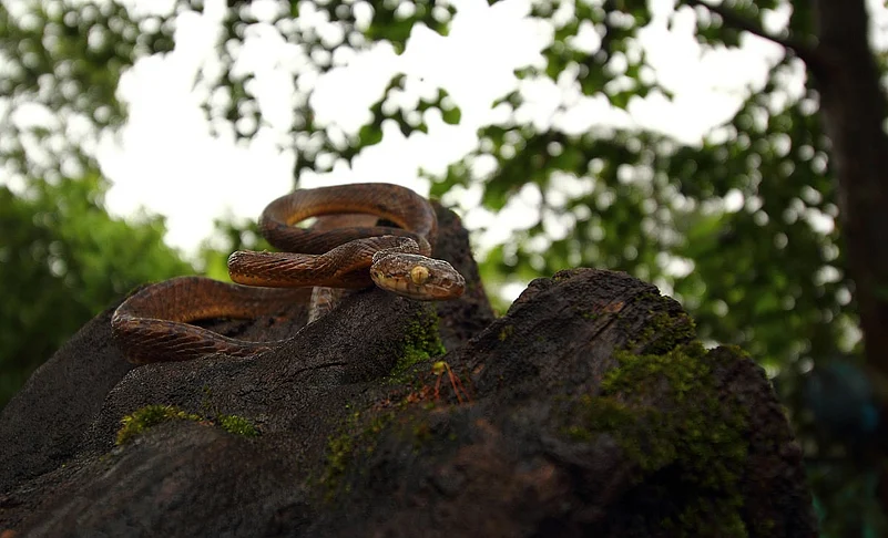 The Beddomes cat snake is endemic to the Western Ghats of India. It can be found in Maharashtra, Gujarat and Goa