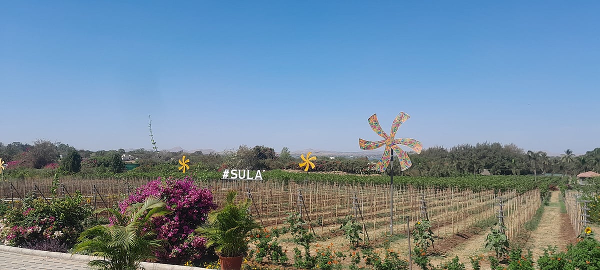 The Sula vineyard in Nashik is spread over 3,000 acres. 