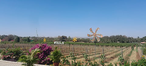 The Sula vineyard in Nashik is spread over 3,000 acres. 