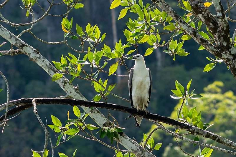 White-Bellied Sea Eagle Langkawi at Langkawi Geopark