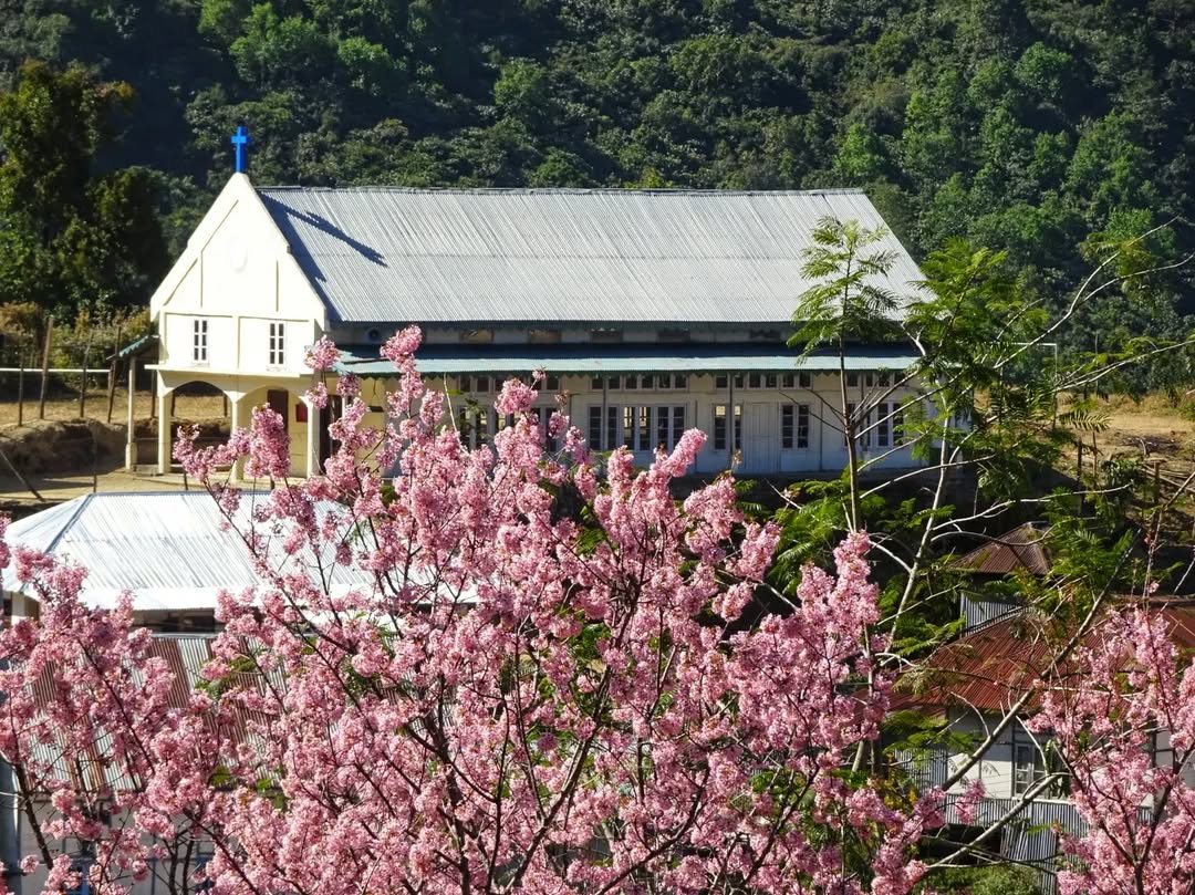 Cherry blossoms inside the park
