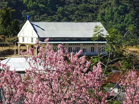 Cherry blossoms inside the park