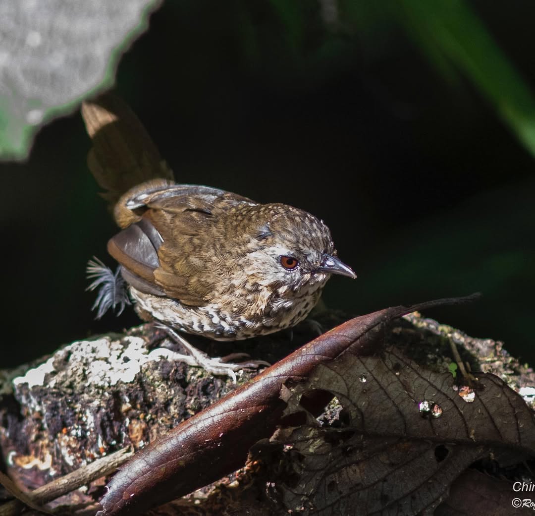 A babbler sighted at the park