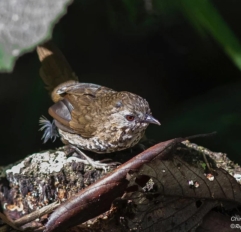 A babbler sighted at the park