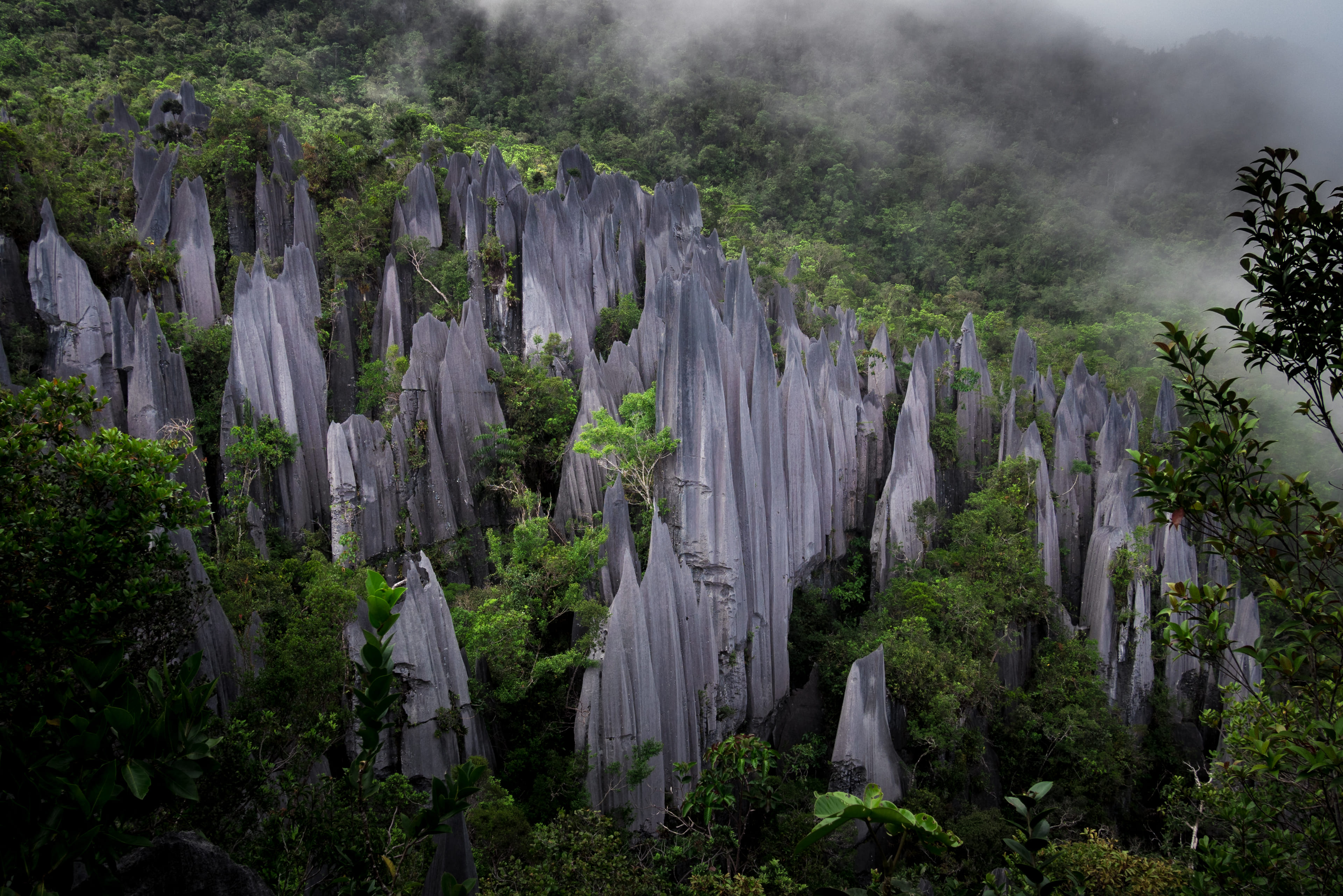 A view of the Gunung Mulu National Park