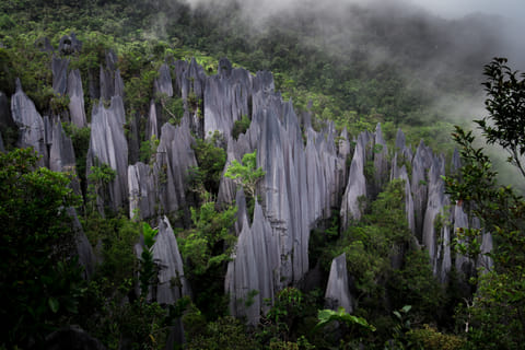 A view of the Gunung Mulu National Park