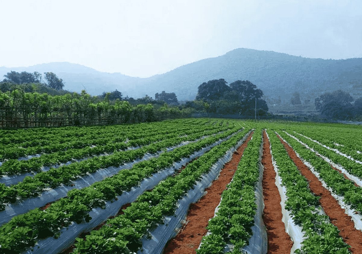 Strawberry Fields in Lambasingi 