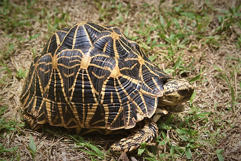 The Indian star tortoise is a threatened tortoise species native to India. It can be found in the Kancha Gachibowli forest
