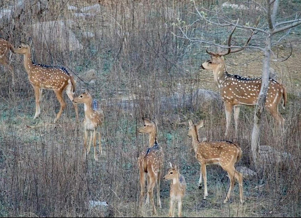 Spotted deer at the Kancha Gachibowli forest