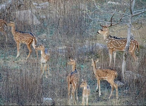 Spotted deer at the Kancha Gachibowli forest
