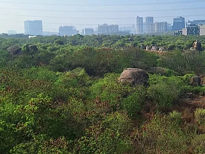 savecityforests/Instagram : The Kancha Gachibowli forest is located on the premises of the University of Hyderabad