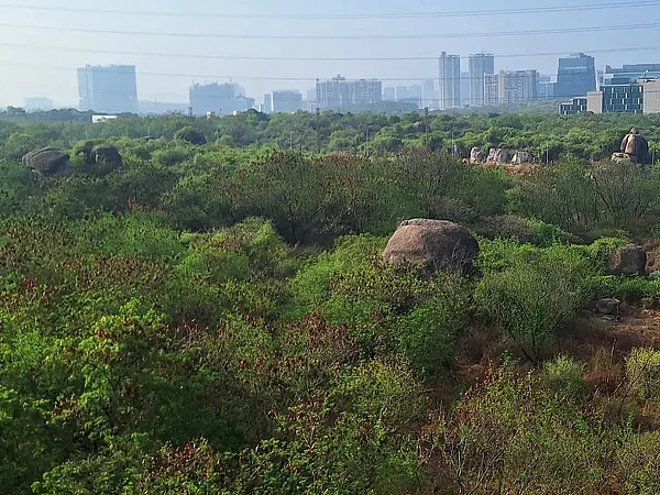 savecityforests/Instagram : The Kancha Gachibowli forest is located on the premises of the University of Hyderabad