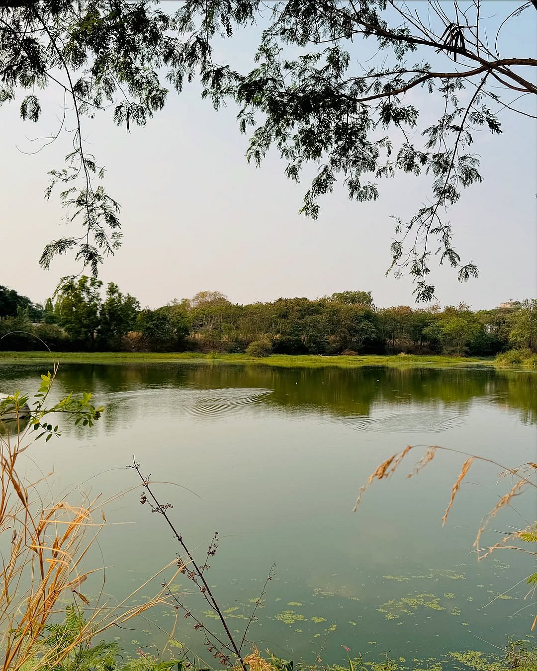 Peacock Lake and Buffalo Lake in the Kancha Gachibowli forest help recharge the groundwater table and provide a habitat for birds and other creatures