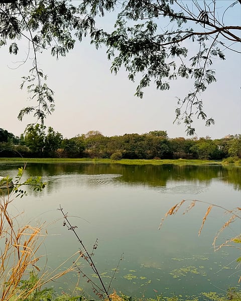Peacock Lake and Buffalo Lake in the Kancha Gachibowli forest help recharge the groundwater table and provide a habitat for birds and other creatures