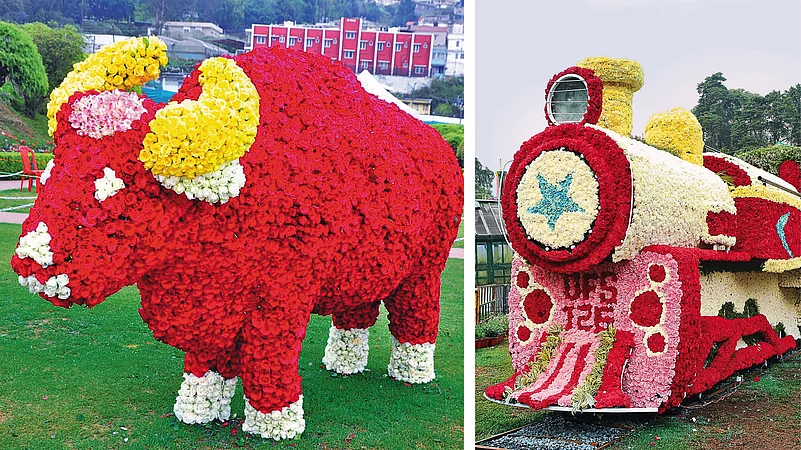 Exhibits at the Ooty Flower Show