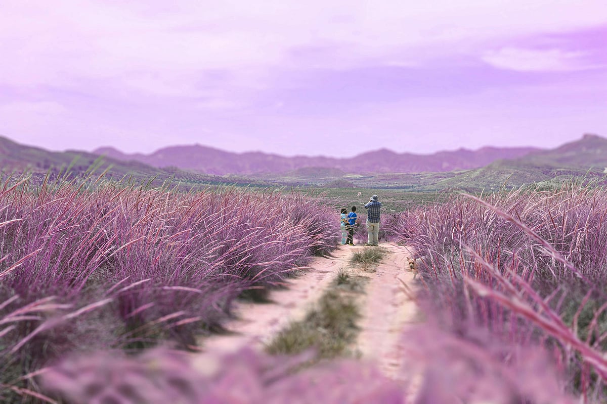 Take a walk through the lavender fields in California (representational image)