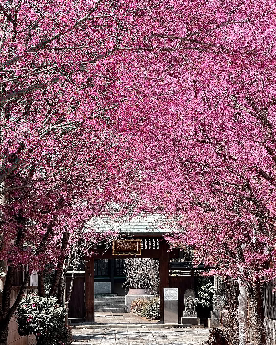 Dense cherry blossoms in Tokyo