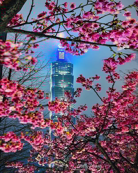 A beautiful shot of cherry blossoms in Taipei