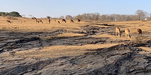 Deer grazing at the Kheoni Wildlife Sanctuary