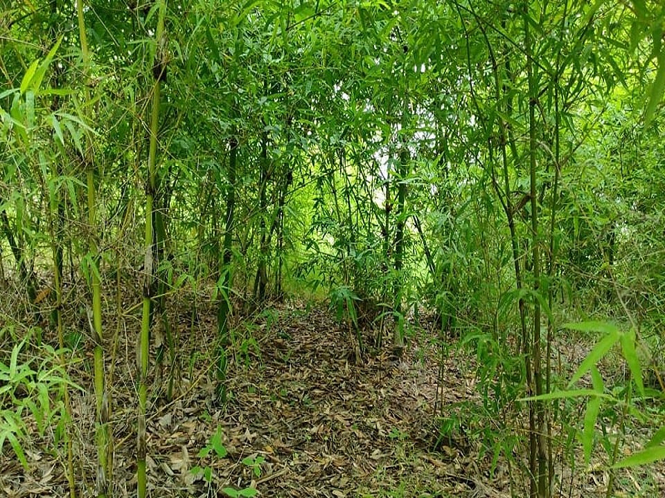 Keshar Parvat in Madhya Pradesh is a biodiverse ecosystem with around 40,000 trees, a far cry from its barren and rocky landscape decades ago