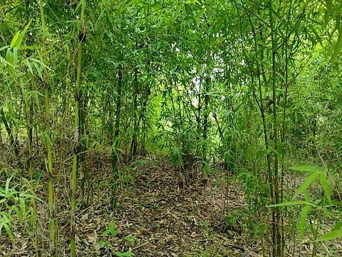 Keshar Parvat in Madhya Pradesh is a biodiverse ecosystem with around 40,000 trees, a far cry from its barren and rocky landscape decades ago