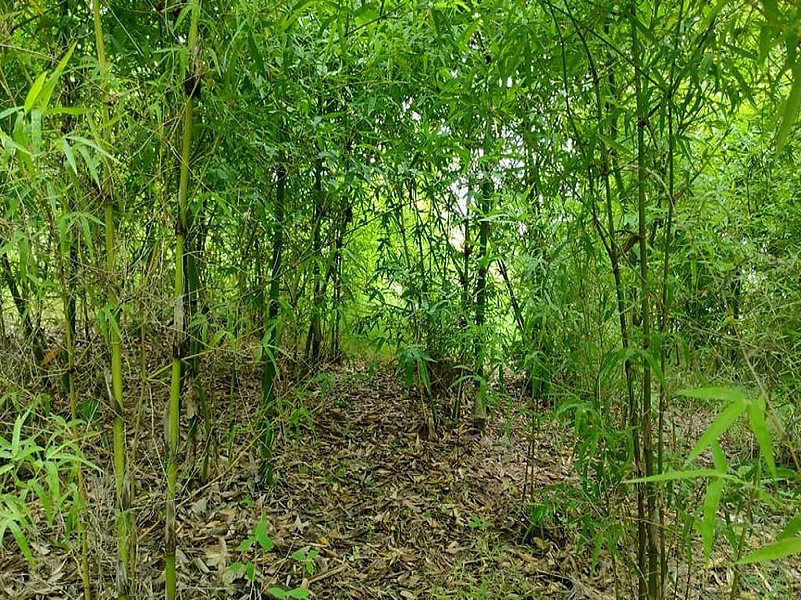 Keshar Parvat in Madhya Pradesh is a biodiverse ecosystem with around 40,000 trees, a far cry from its barren and rocky landscape decades ago