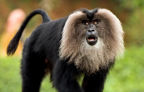 A lion-tailed macaques in The Silent Valley