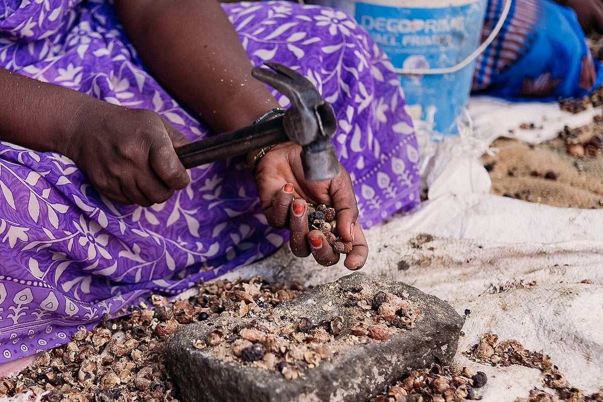 A tribal woman extracts the seed butter from kokum (Garcinia indica)