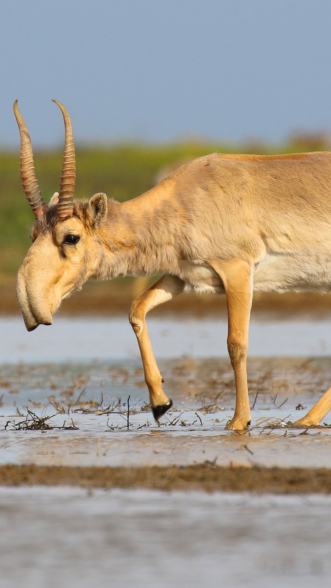 A shot of a Saiga Antelope