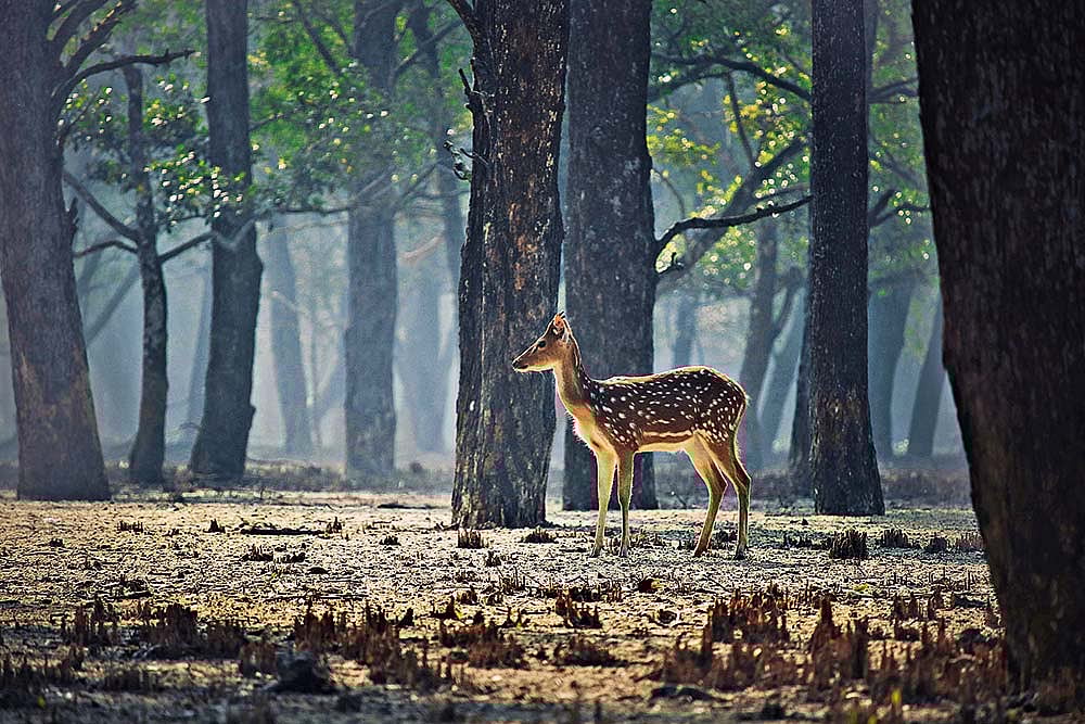 A spotted deer in the mangroves during low tide
