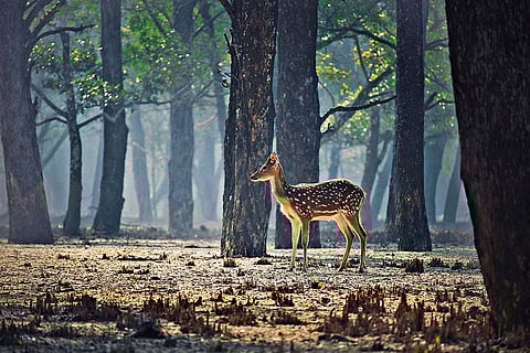 A spotted deer in the mangroves during low tide
