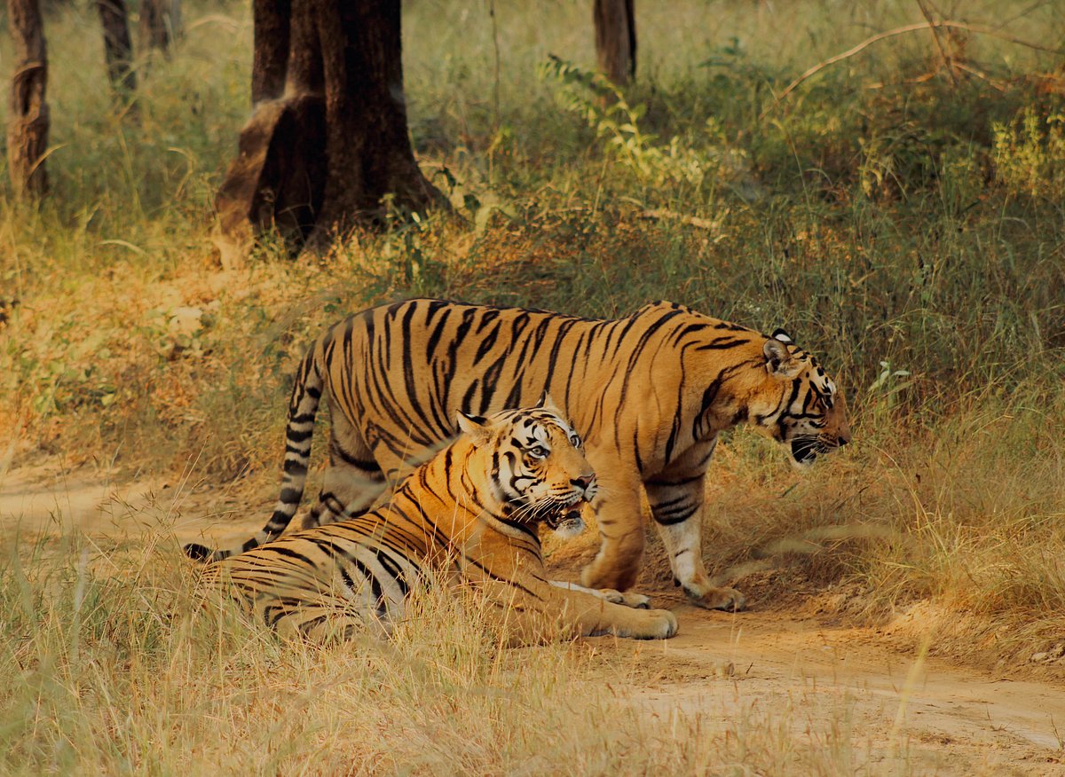 With its rugged terrain, deep gorges, and winding rivers, the Satpura Tiger Reserve offers a captivating experience for both adventure enthusiasts and nature lovers alike