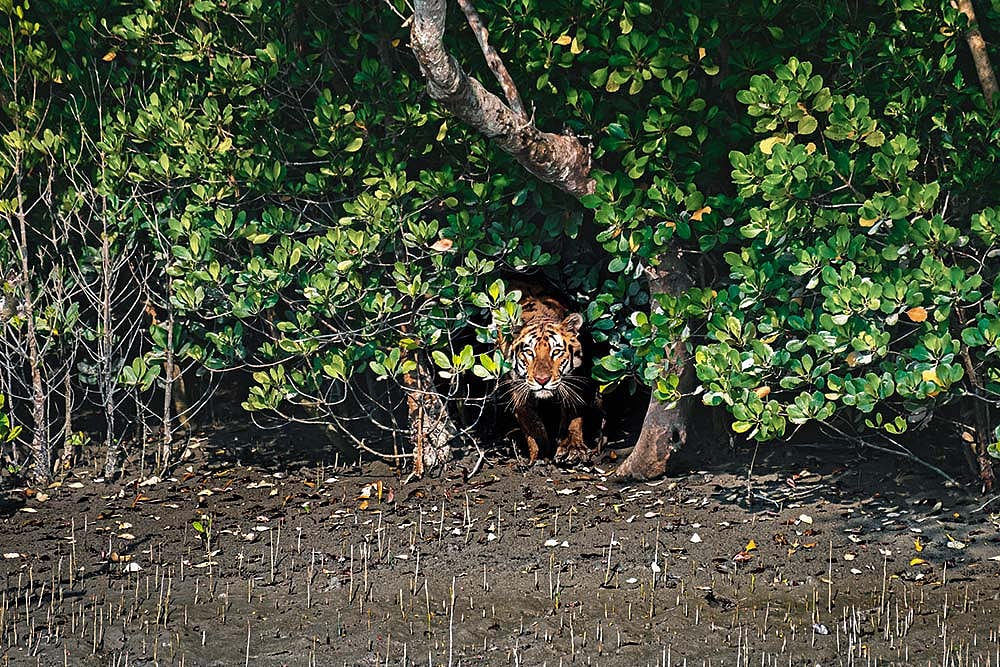 Shutterstock : Sundarbans National Park has one of the largest population of Bengal tigers in a concentrated area