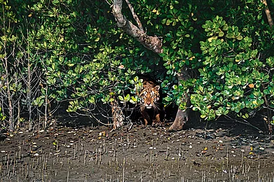 Shutterstock : Sundarbans National Park has one of the largest population of Bengal tigers in a concentrated area