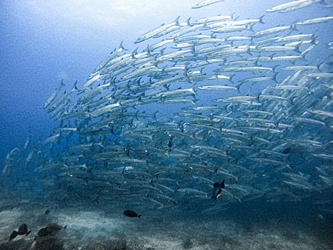Barracudas are long, slender, metallic-looking fish with torpedo-like bodies and razor-sharp triangular teeth