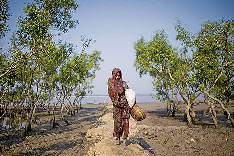 A woman navigating the mudflats