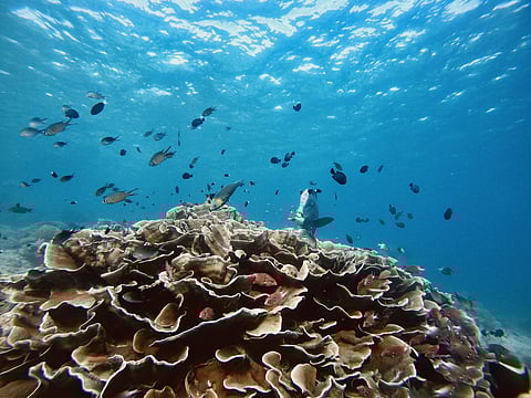 Bumphead parrotfish in the waters of Sipadan Island