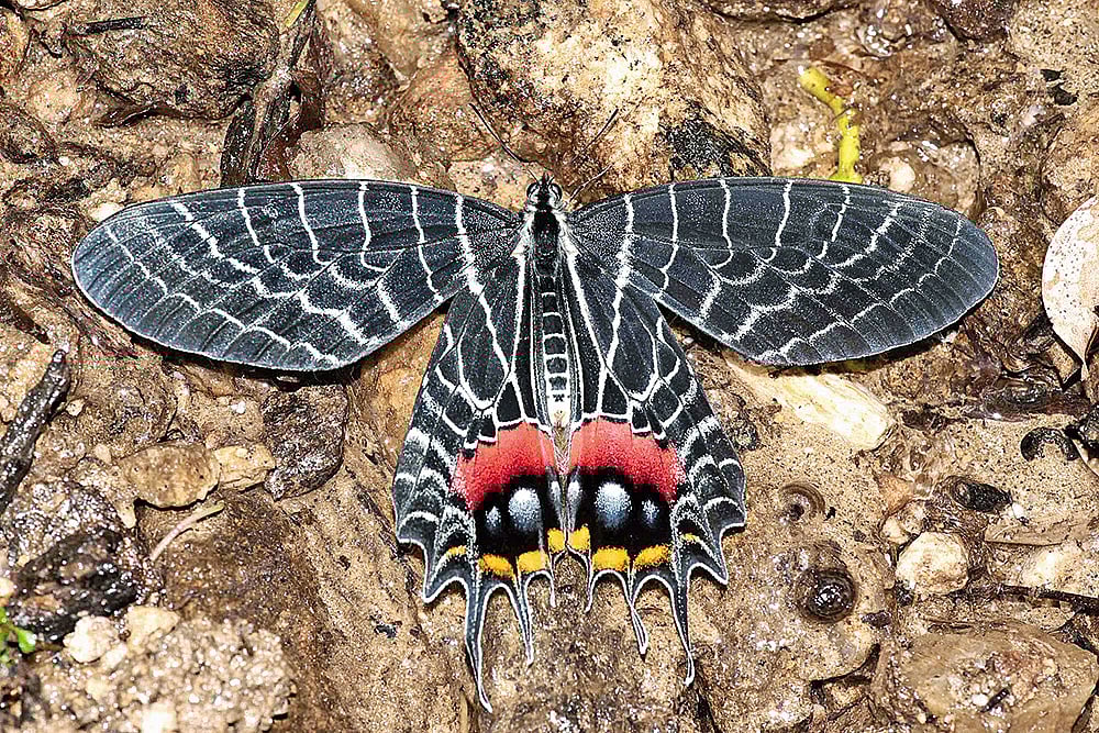 The Bhutan glory, a spectacular butterfly, is a star attraction 
at the Ziro Butterfly Meet in Arunachal Pradesh