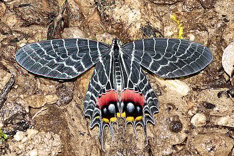 The Bhutan glory, a spectacular butterfly, is a star attraction 
at the Ziro Butterfly Meet in Arunachal Pradesh